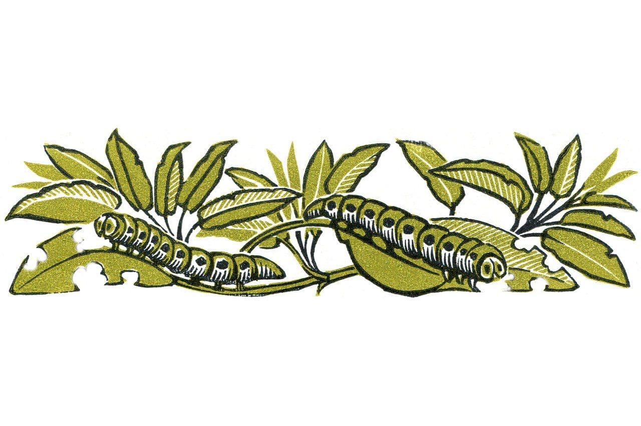 Caterpillars by Clare Melinsky