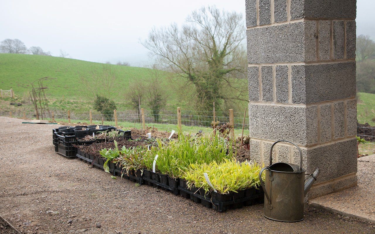 Plants for Dan Pearson's new garden in Somerset