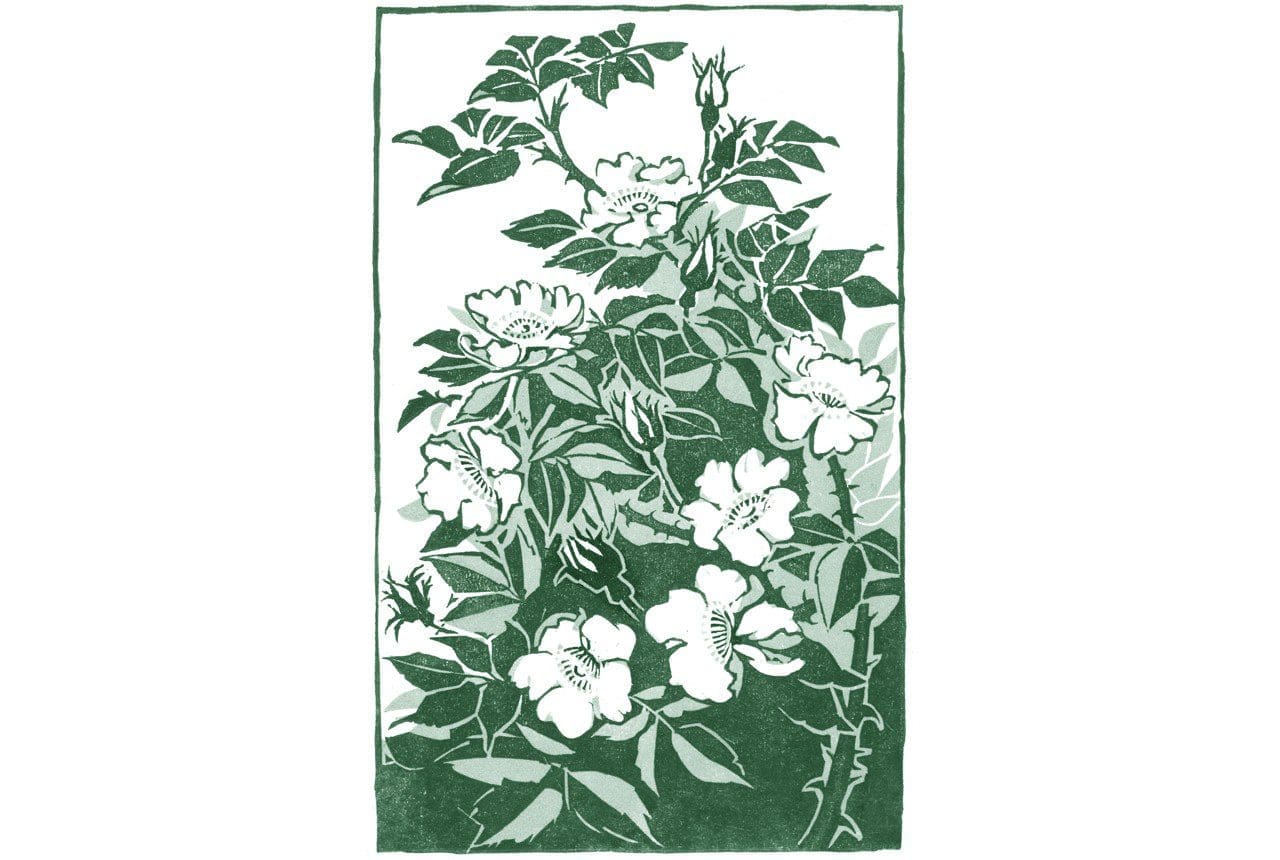 Rose by Clare Melinsky for Dan Pearson's book Natural selection: A Year in the Garden