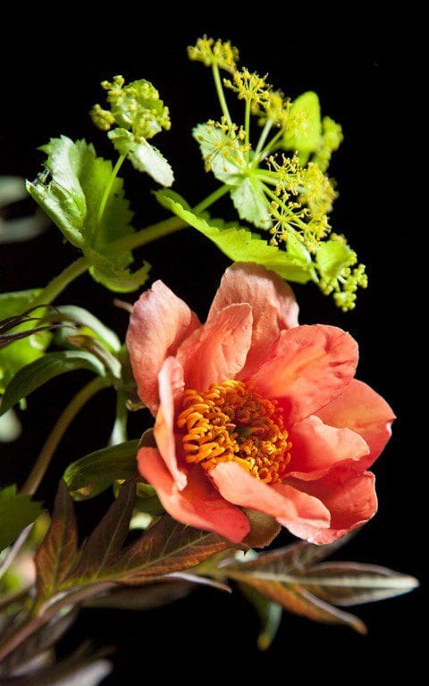 Paeonia potaninii