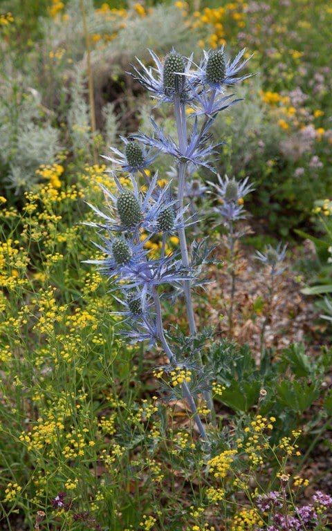 Eryngium x zabelii in The Gravel Garden at The Beth Chatto Gardens. Image: Huw Morgan