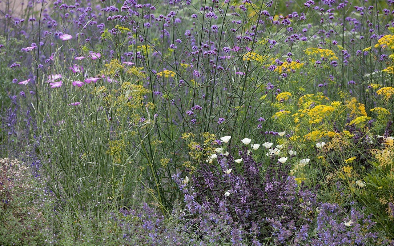 The Herb Garden at Dan Pearson's Somerset property. Photo: Huw Morgan