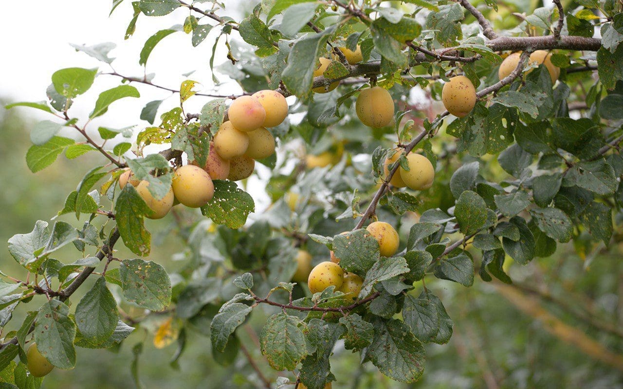 Yellow Bullace. Photo: Huw Morgan