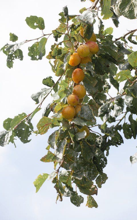 Plum 'Warwickshire Drooper'. Photo: Huw Morgan