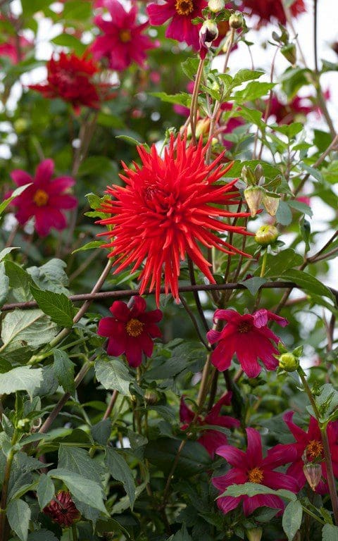 Unidentified red dahlia and Dahlia coccinea 'Dixter'. Photo: Huw Morgan