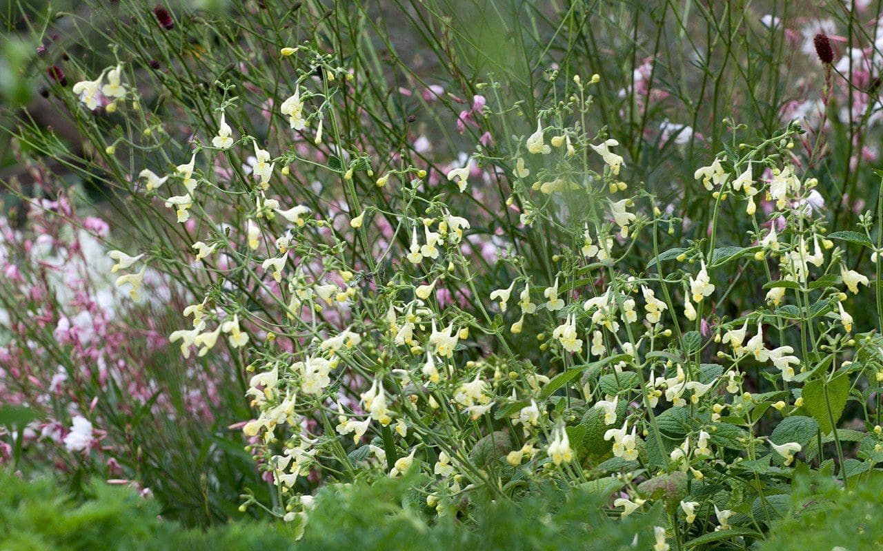 Nepeta govaniana. Photo: Huw Morgan