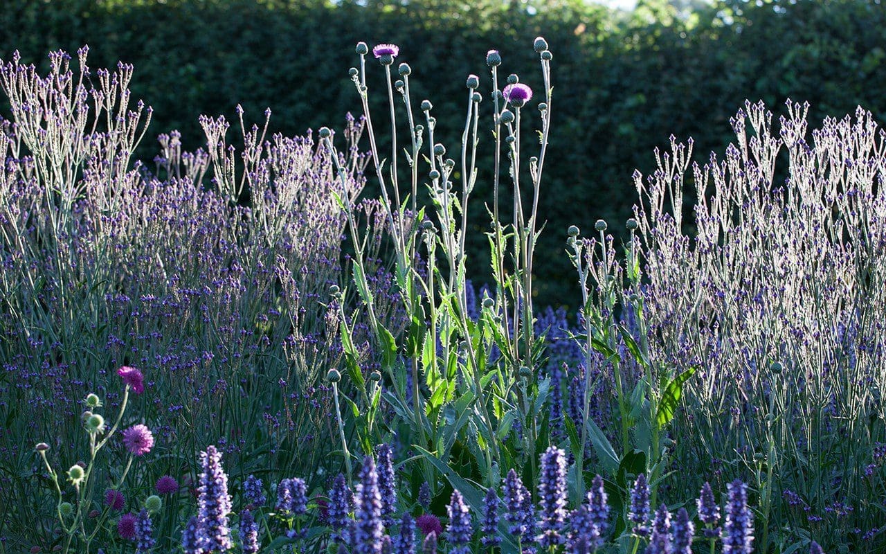 Dan Pearson's Somerset garden. Photo: Huw Morgan