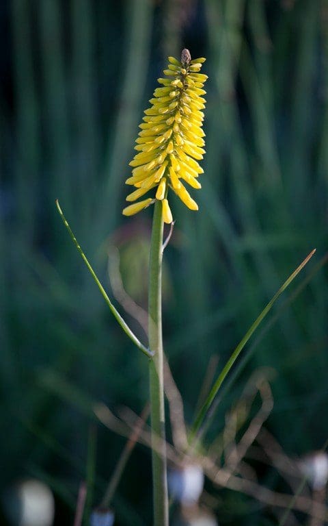 Kniphofia 'Minister Verschuur'. Photo: Huw Morgan