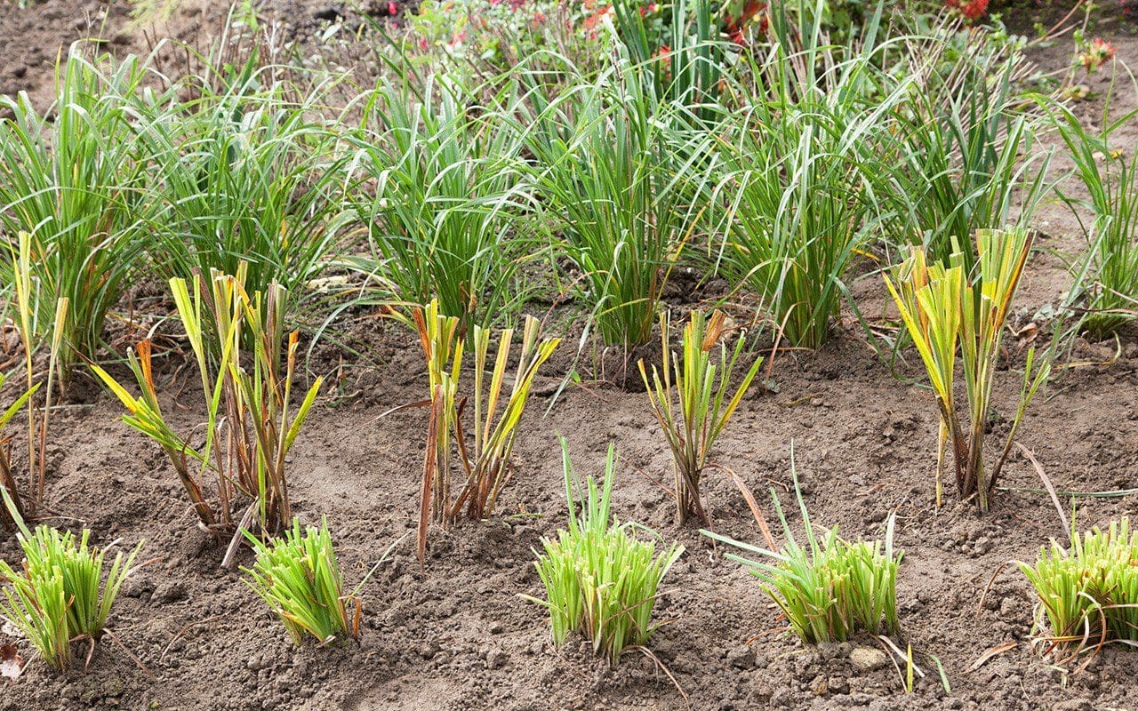Hemerocallis and Kniphofia stock bed in Dan Pearson's Somerset garden. Photo: Huw Morgan