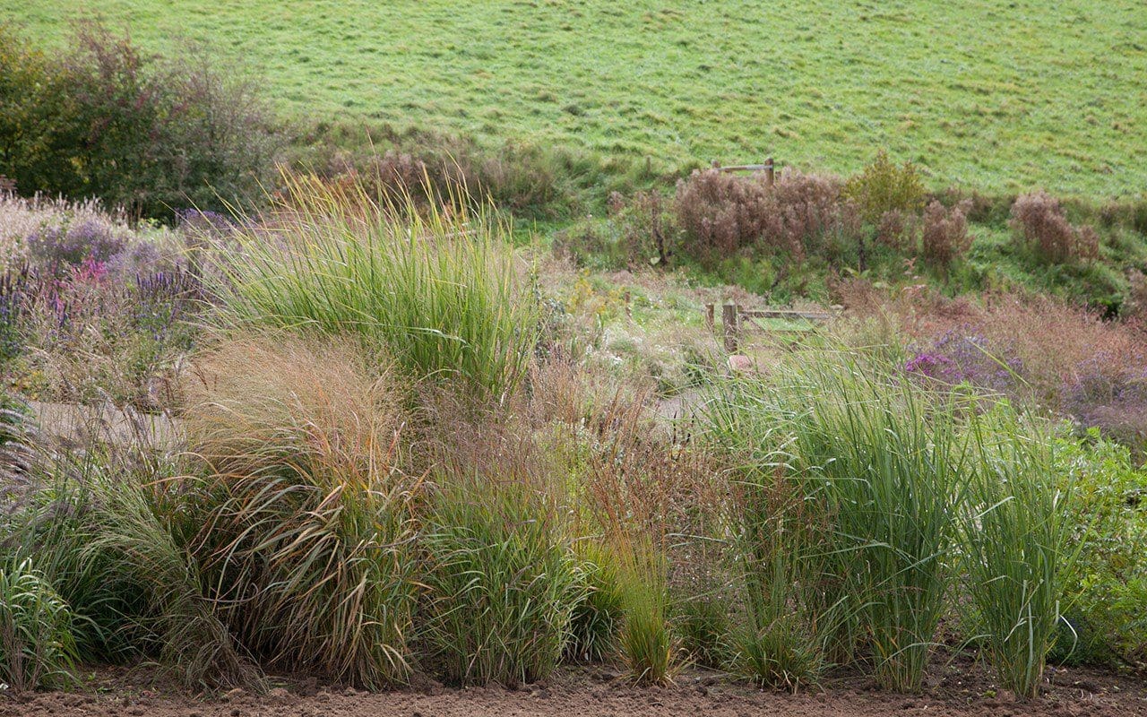 Dan Pearson's grasses trial bed  in his Somerset garden. Photo: Huw Morgan