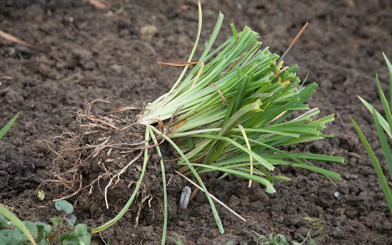 A division of Hemerocallis ready for planting.  Photo: Huw Morgan