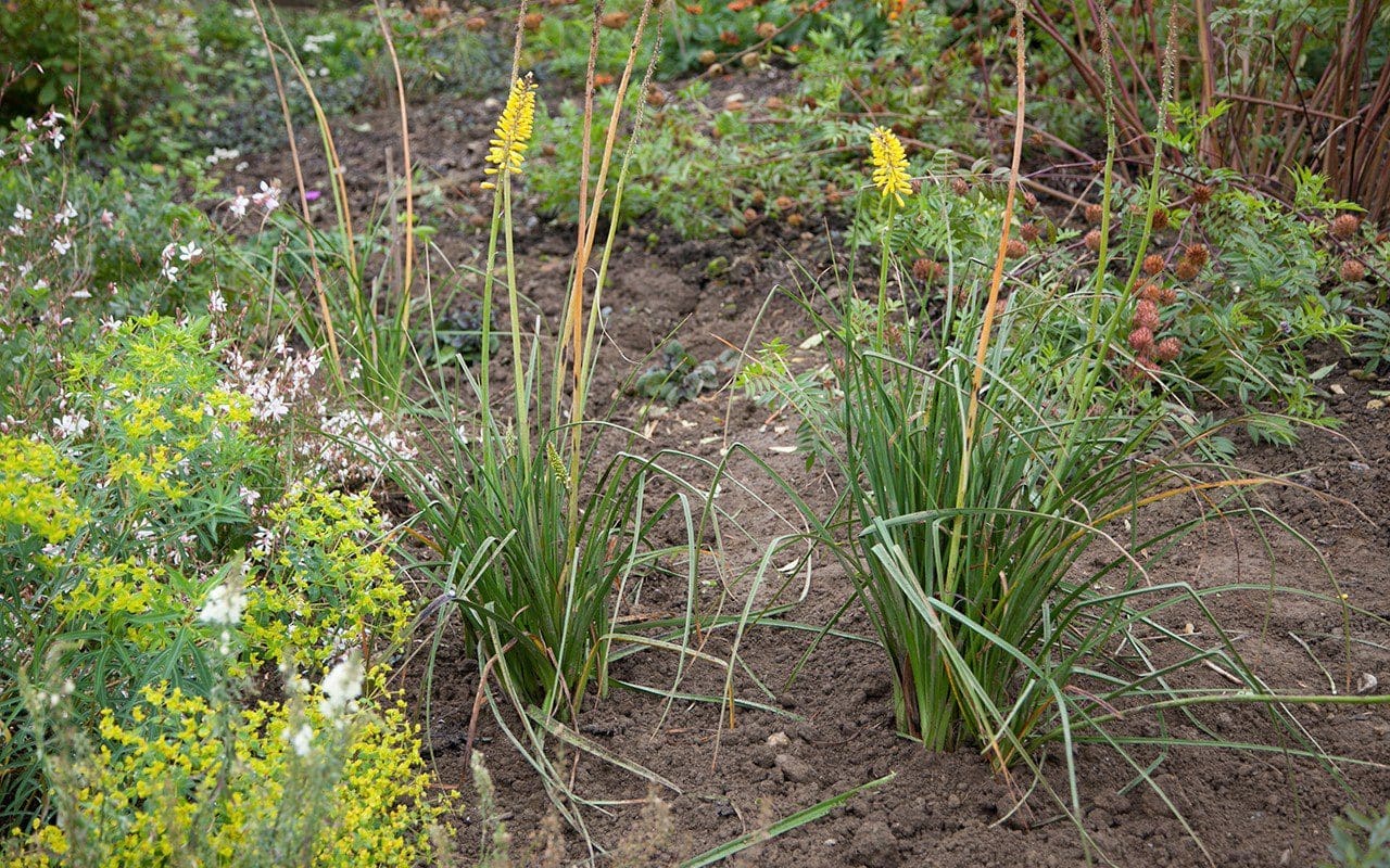 New divisions of Kniphofia 'Minister Verschuur' in Dan Pearson's Somerset garden. Photo: Huw Morgan
