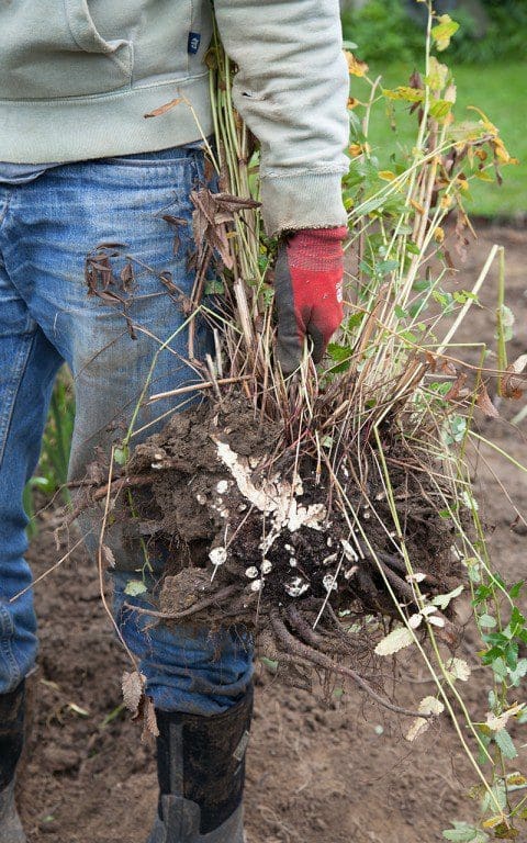 Dan Pearson holding a sanguisorba division. Photo: Huw Morgan