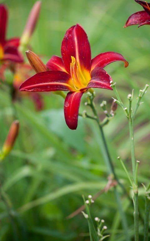Hemerocallis 'Stafford'. Photo: Huw Morgan