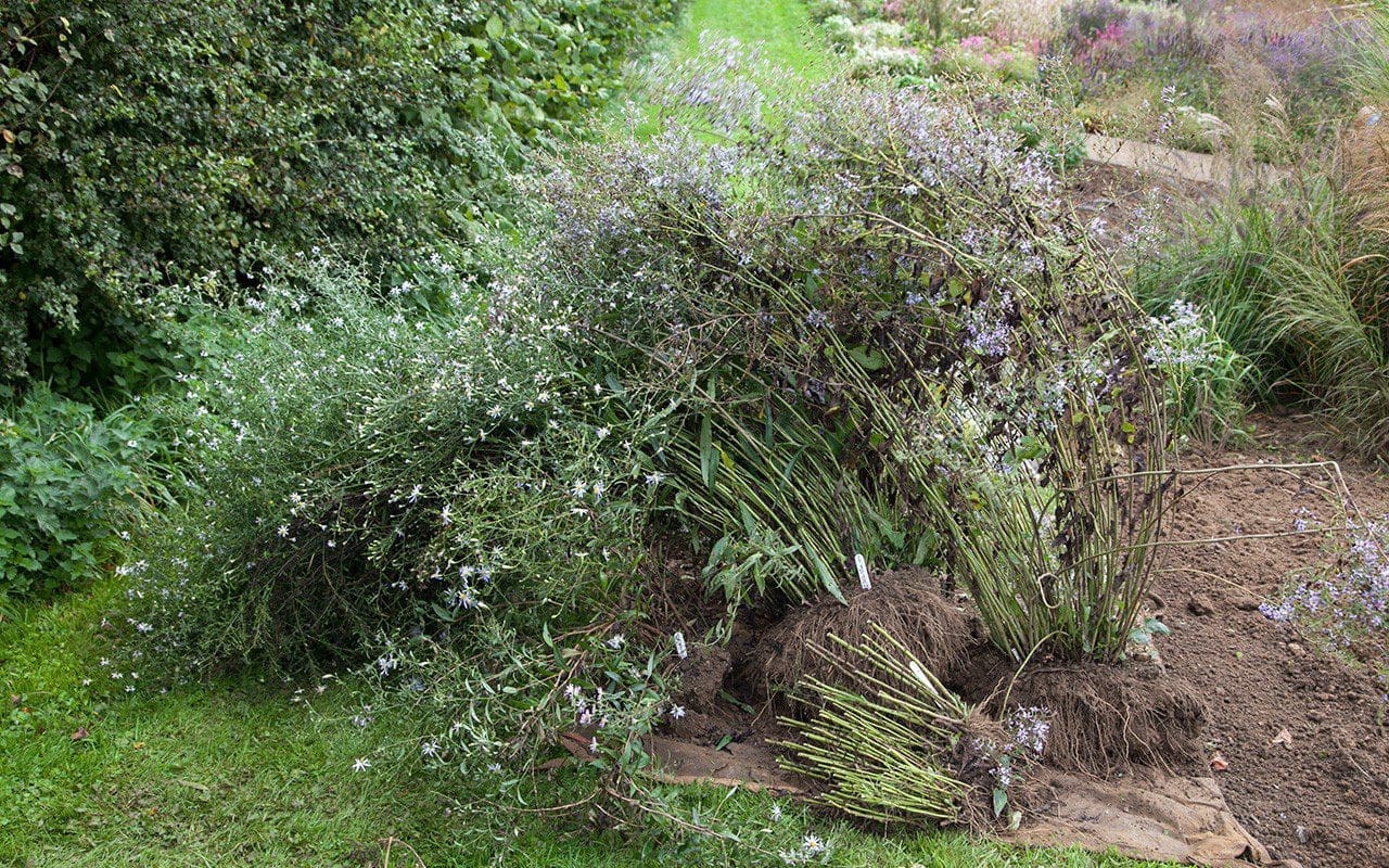 Rejected asters from Dan Pearson's trial. Photo: Huw Morgan  