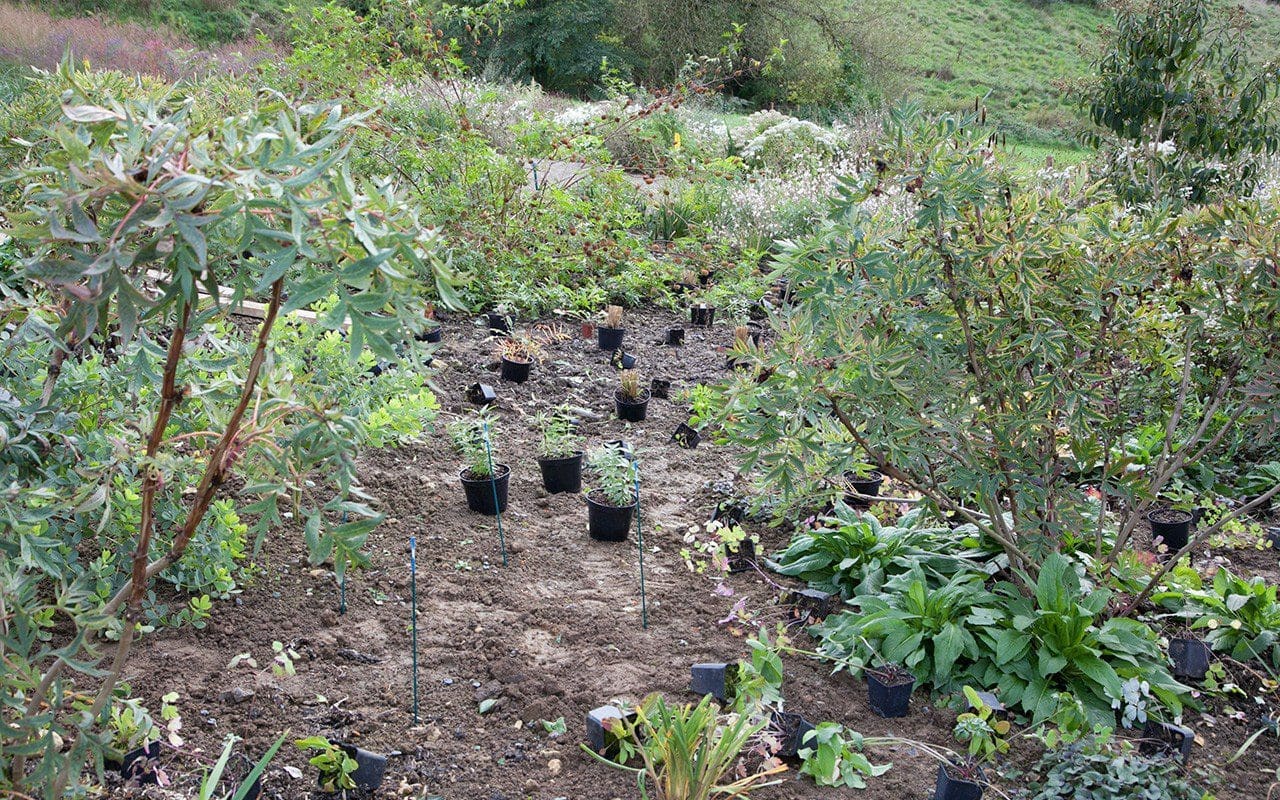 Dan Pearson's Somerset garden. Photo: Huw Morgan
