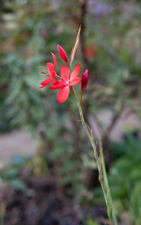 Schizostylis coccinea 'Major'. Photo: Huw Morgan
