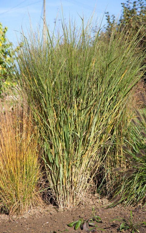 Panicum virgatum 'Cloud Nine'. Photo: Huw Morgan