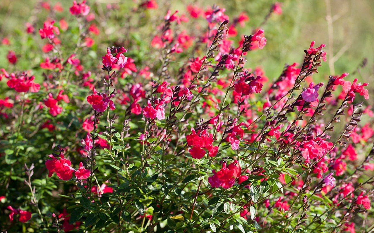 Salvia 'Jezebel'. Photo: Huw Morgan