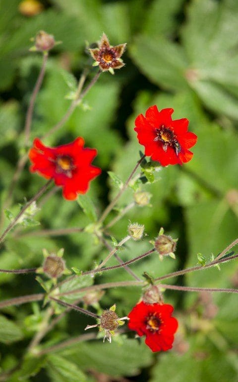 Potentilla 'Gibson's Scarlet'. Photo: Huw Morgan