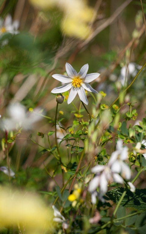 Dahlia merckii 'Alba'. Photo: Huw Morgan