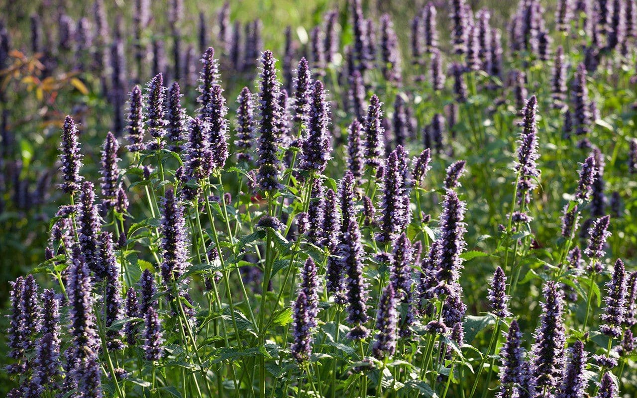 Agastache 'Blackadder'. Photo: Huw Morgan