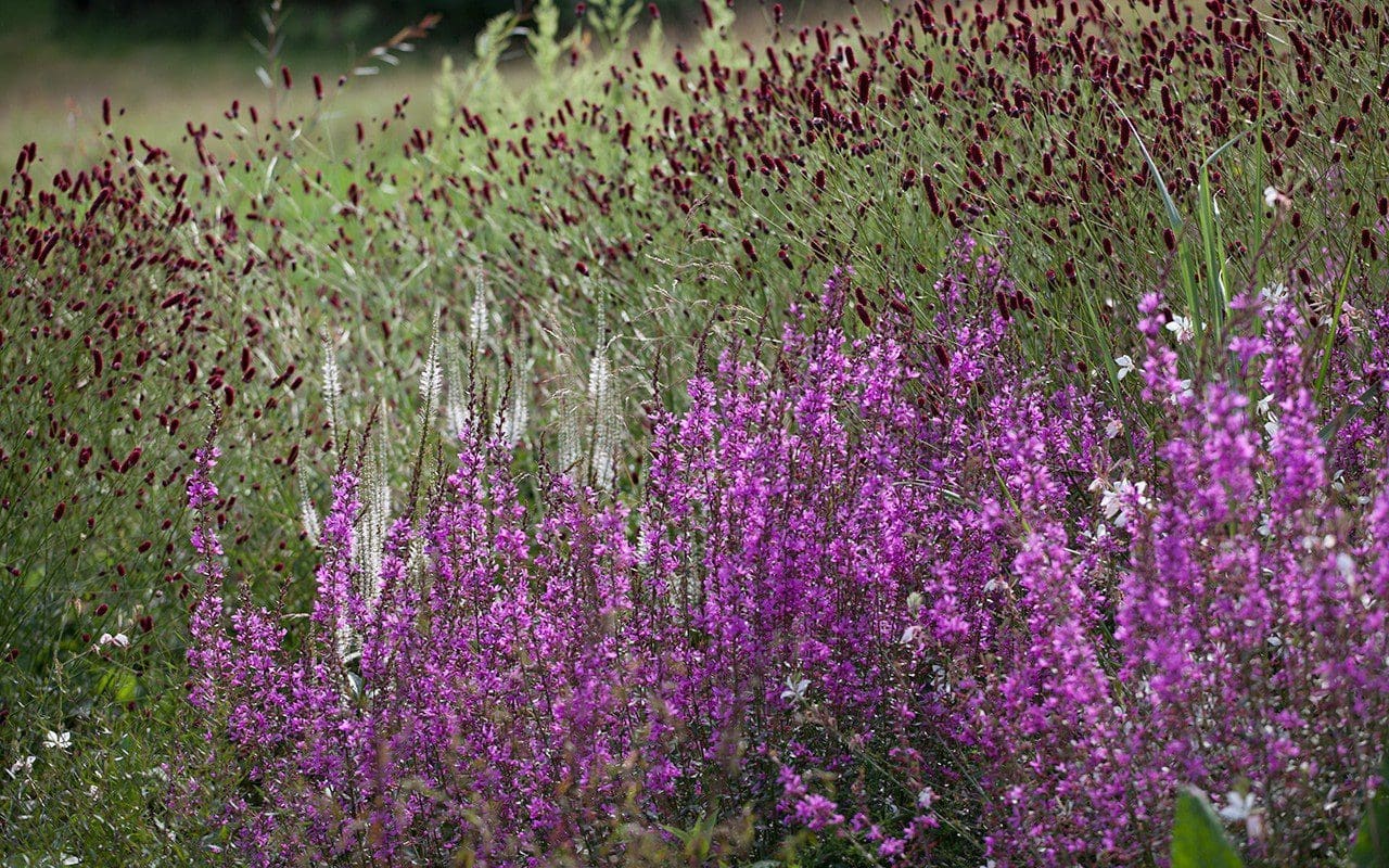 Lythrum virgatum 'Dropmore Purple'. Photo: Huw Morgan 