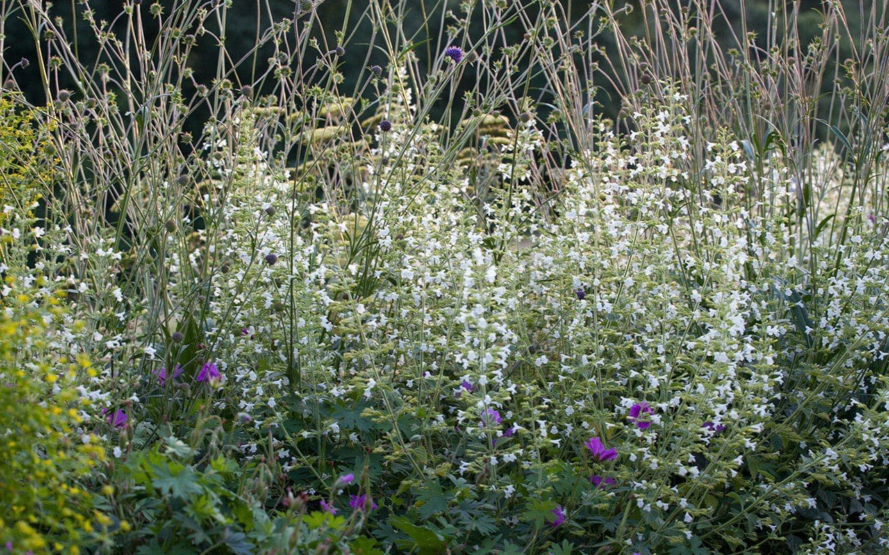 Calamintha sylvatica ‘Menthe’. Photo : Huw Morgan