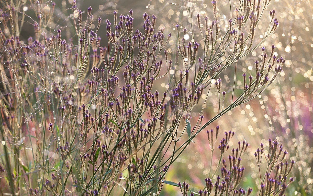 Verbena macdougallii 'Lavender Spires'. Photo: Huw Morgan