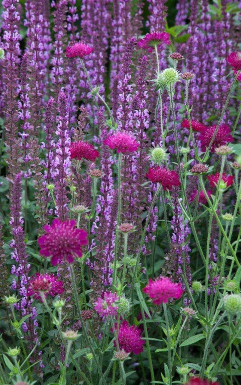 Knautia macedonica and Salvia 'Amethyst'. Photo: Huw Morgan
