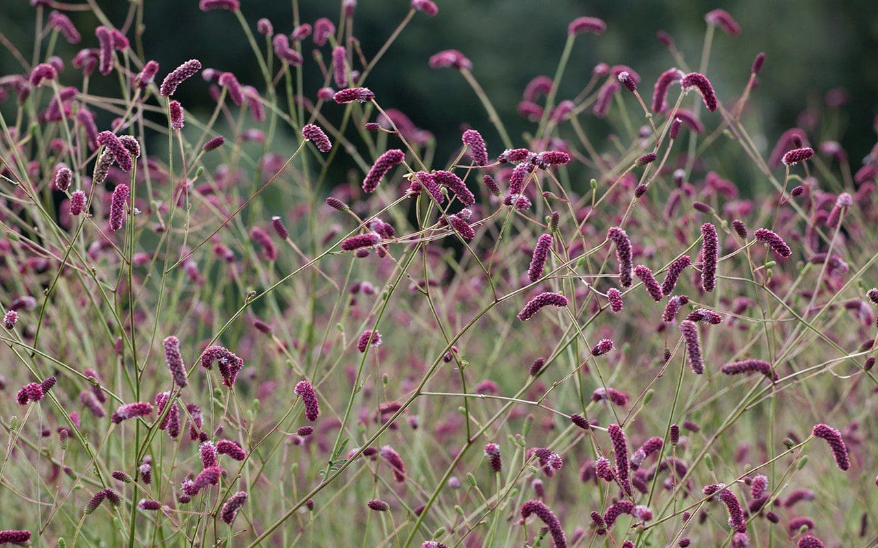 Sanguisorba 'Cangshan Cranberry'. Photo: Huw Morgan