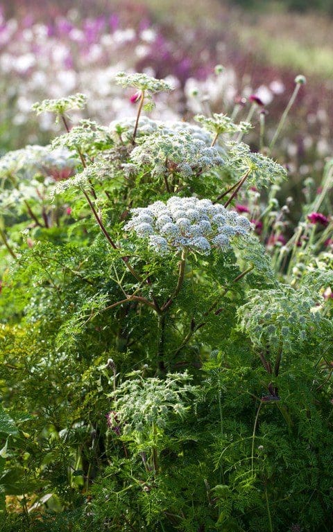 Selinum wallichianum. Photo: Huw Morgan