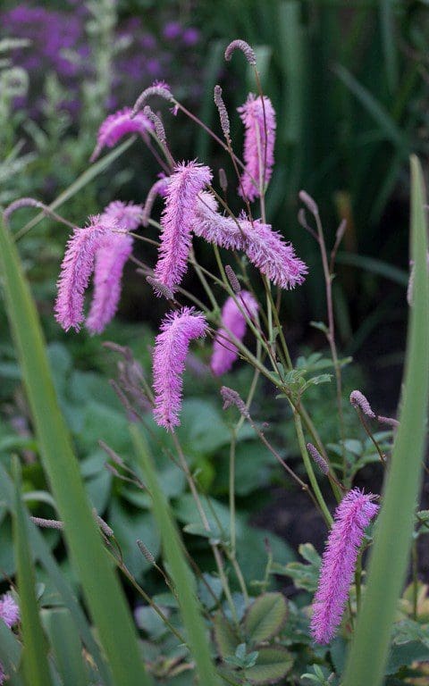 Sanguisorba hakusanensis. Photo: Huw Morgan