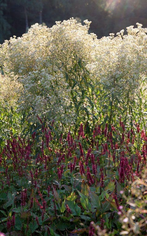 Aster umbellatus and Persicaria amplexicaulis 'Blackfield'. Photo: Huw Morgan