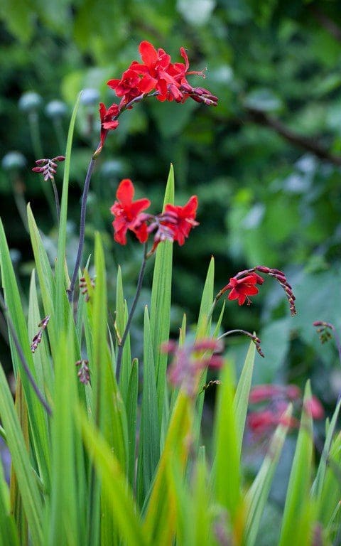Crocosmia 'Hellfire'. Photo: Huw Morgan