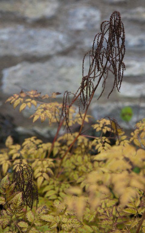 Aruncus dioicus 'Horatio'. Photo: Huw Morgan