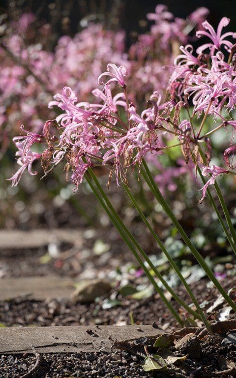 Nerine bowdenii. Photo: Huw Morgan