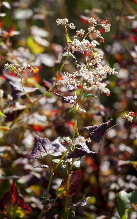 Fagopyrum dibotrys. Photo: Huw Morgan