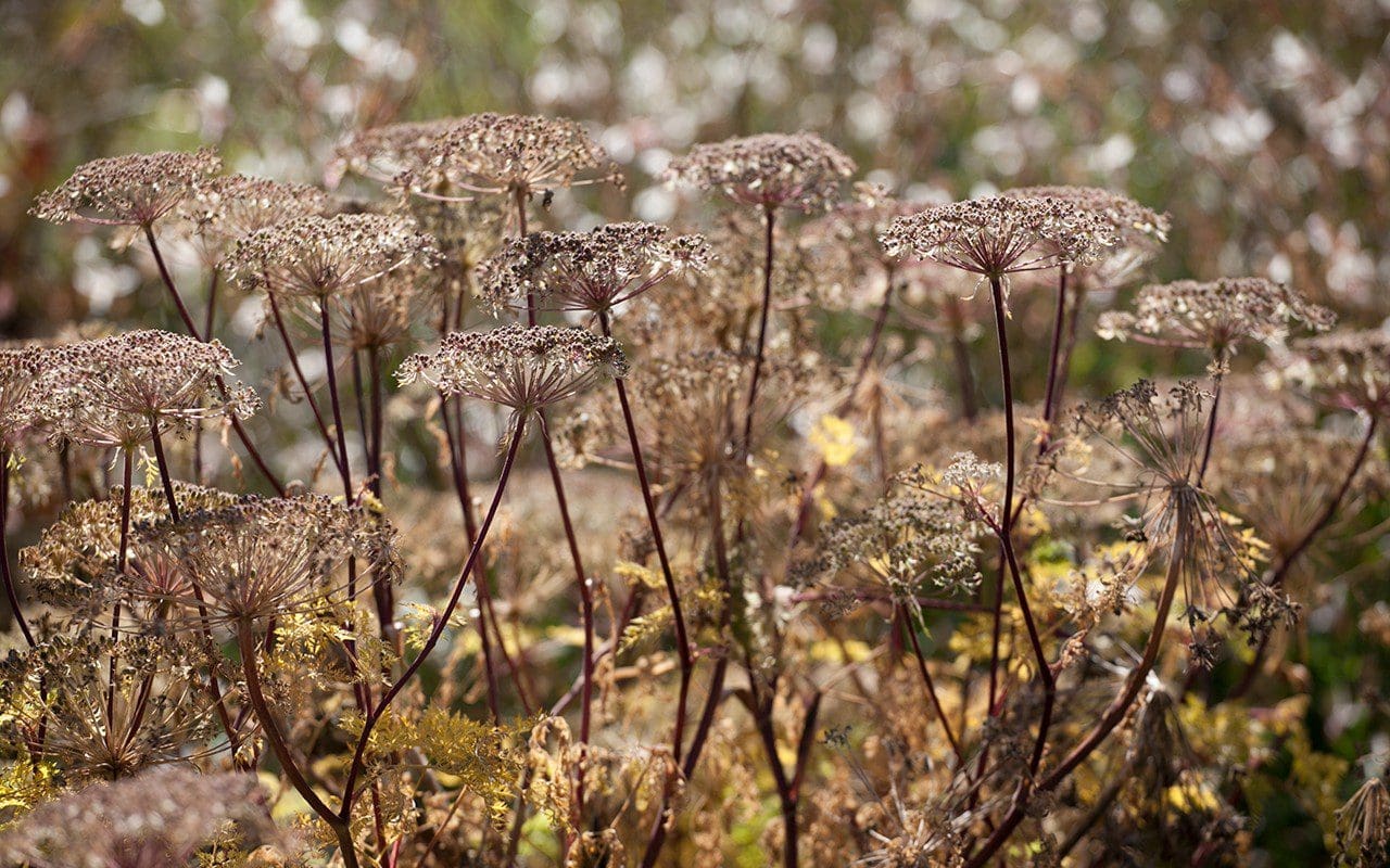 Selinum wallichianum. Photo: Huw Morgan