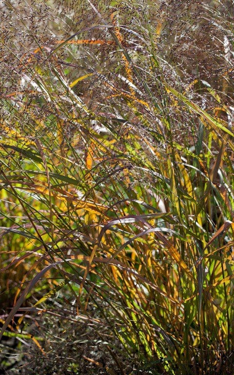 Panicum virgatum 'Shenandoah'. Photo: Huw Morgan