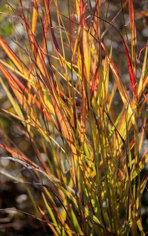 Panicum virgatum 'Rehbraun'. Photo: Huw Morgan