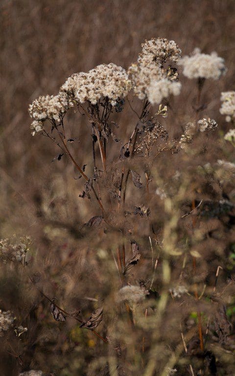 Eupatorium fistulosum f. albidum 'Ivory Towers'. Photo: Huw Morgan