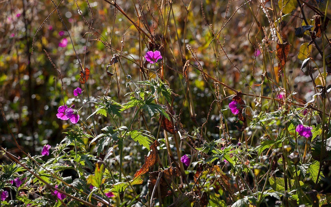Geranium psilostemon. Photo: Huw Morgan