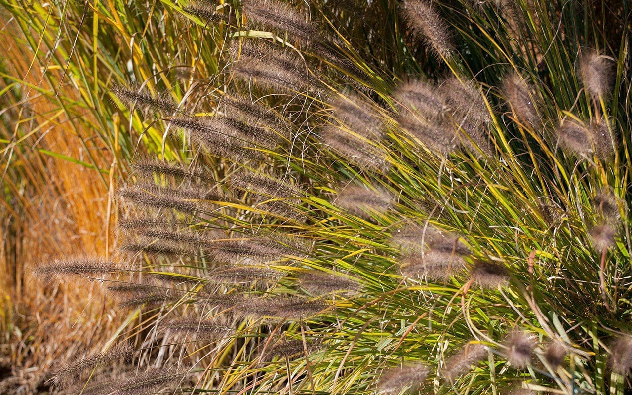 Pennisetum 'Dark Desire'. Photo: Huw Morgan