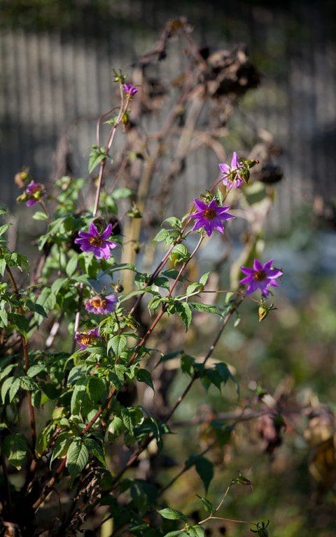 Dahlia australis. Photo: Huw Morgan