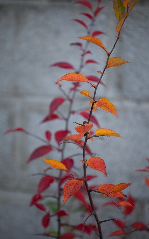 IMG_1965