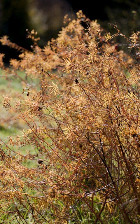 Euphorbia x pseudovirgata. Photo: Huw Morgan