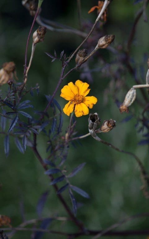 Tagetes patula. Photo: Huw Morgan
