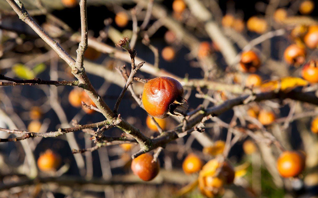 Mespilus germanica. Photo: Huw Morgan