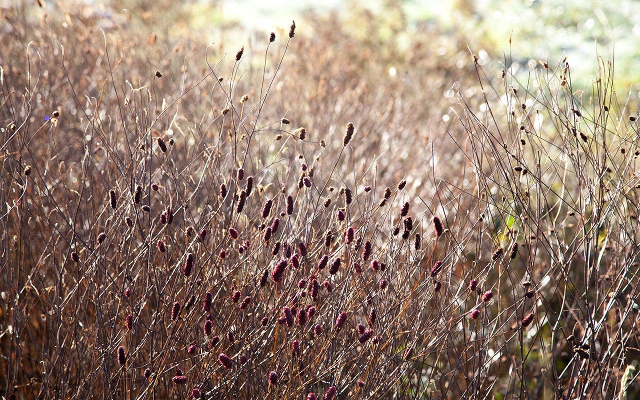 Sanguisorba 'Red Thunder'. Photo: Huw Morgan